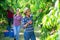 Peruvian female farmer harvesting peaches in fruit garden