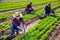 Peruvian female horticulturist gathering crop of arugula