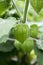 Peruvian groundcherry unripened green fruits