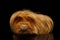 Peruvian Guinea pig on isolated black background