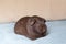 Peruvian Guinea pig with long hair on Wood.