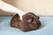 Peruvian Guinea pig with long hair on Wood.