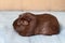 Peruvian Guinea pig with long hair on Wood.