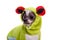 Peruvian hairless and chihuahua mix dog in frog costume