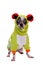 Peruvian hairless and chihuahua mix dog in frog costume