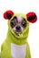 Peruvian hairless and chihuahua mix dog in frog costume