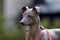 Peruvian hairless dog