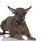 Peruvian Hairless Dog