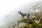 Peruvian hairless dog from Peru in park. Andes mountain.