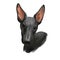 Peruvian Hairless dog portrait isolated. Digital for web, t-shirt print and puppy food cover design, clipart. Perro Sin Pelo de