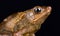Peruvian helmeted toad Rhinella roqueana