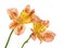 Peruvian Lilies (Alstroemeria aurea)