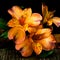 Peruvian Lilies Light-Painted on a Wooden Table