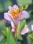 Peruvian lily, Alstroemeria