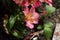 Peruvian lily (Alstroemeria aurea)