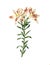 Peruvian lily , Antique Flower Illustration