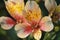 Peruvian lily flower (Alstroemeria peregrina) in horizontal photo format