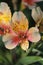 Peruvian lily flower (Alstroemeria peregrina) in vertical photo format