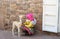 Peruvian little girl in traditional dress with baby llama on the street of Cusco, Peru, Latin America. Selective focus