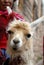 Peruvian Llama