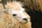 Peruvian llama close-up. full head shoot.