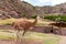 Peruvian Llama. Farm of llama,alpaca,Vicuna in Peru,South America. Andean animal