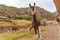 Peruvian Llama. Farm of llama, alpaca, Vicuna in Peru, South America. Andean animal.