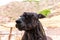 Peruvian Llama. Farm of llama,alpaca,Vicuna in Peru,South America. Andean animal