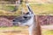 Peruvian Llama. Farm of llama,alpaca,Vicuna in Peru,South America. Andean animal.