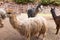Peruvian Llama. Farm of llama,alpaca,Vicuna in Peru,South America. Andean animal.