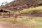 Peruvian Llama. Farm of llama,alpaca,Vicuna in Peru,South America. Andean animal.