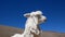 Peruvian Llamas, the famous South American animal, Peru
