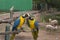 Peruvian Macaws, Peru