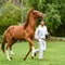 Peruvian Paso Horse demonstration at the Hacienda Huayoccari. Sacred Valley, Cusco, Peru