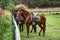 Peruvian Paso Horses at the Hacienda Huayoccari, Cusco, Peru