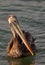 Peruvian Pelican close-up