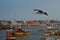 Peruvian Pelican in Flight