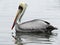 Peruvian pelican Pelecanus thagus on the water