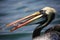 Peruvian Pelican swallowing a fish