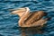 Peruvian pelican swallowing fish in the peruvian coast at Piura