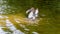 Peruvian pelican takes a bath at Bird park