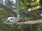 Peruvian Pigeon (Patagioenas oenops)