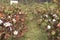 peruvian pima cotton on tree in farm