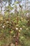 peruvian pima cotton on tree in farm