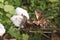 peruvian pima cotton on tree in farm