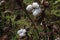 peruvian pima cotton on tree in farm