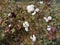 peruvian pima cotton on tree in farm