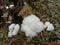 peruvian pima cotton on tree in farm