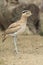 Peruvian thick-knee