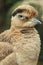 Peruvian thick-knee